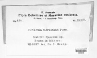Sebacina incrustans image